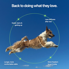 JOINT & MOBILITY SUPPORT